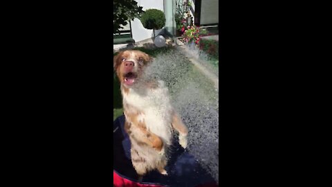 Dog Literally Can‘t Wait Until The Pool Is Full Of Water