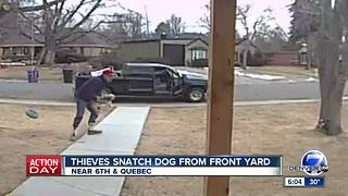 Thieves snatch dog from front yard