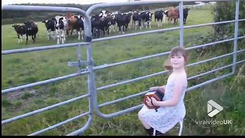 Talented Cowgirl Plays Polka For Her Cows