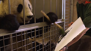 Yang Yang The Panda Painting At Austrian Zoo