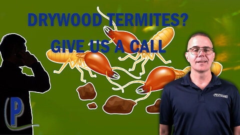 Unveiling the Secret World of Drywood Termites