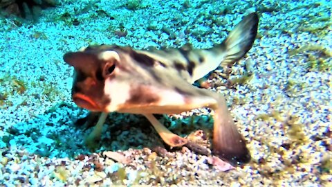 Red-lipped batfish is one of the strangest fish in the ocean