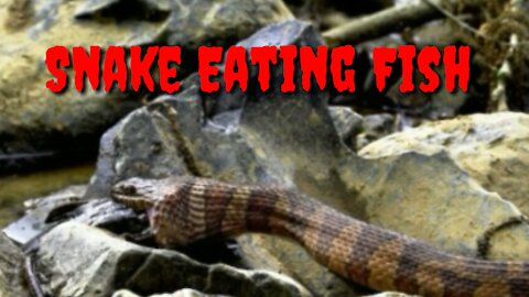 Snake Eating Fish/River