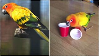 Un pappagallo percussionista di bicchieri!