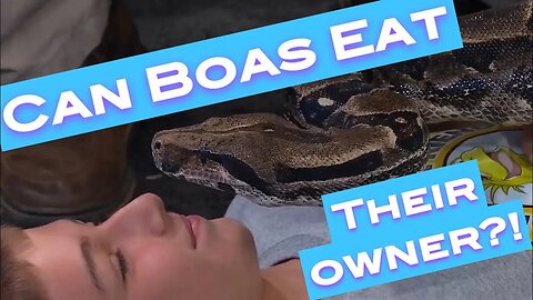 CAN BOAS EAT THEIR OWNER??