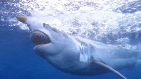 Mergulhadora tem encontro assustador com tubarão branco
