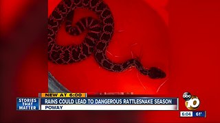 Rains could lead to dangerous rattlesnake season