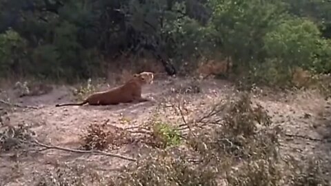 GREAT LION SOUND: Wild African Lioness Roar - LOUD!