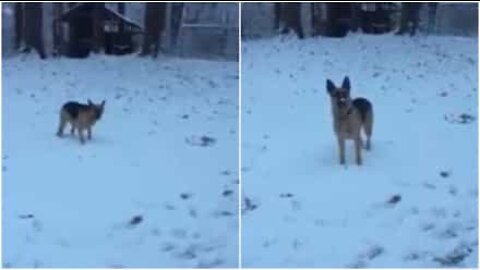 Hund opplever snø for første gang
