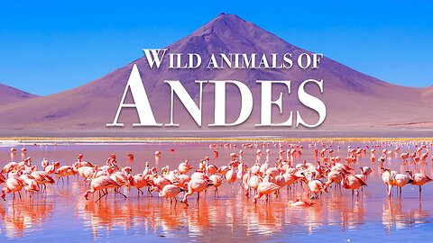 дикие животные анд 4k - Замечательный фильм о дикой природе с успокаивающей музыкой