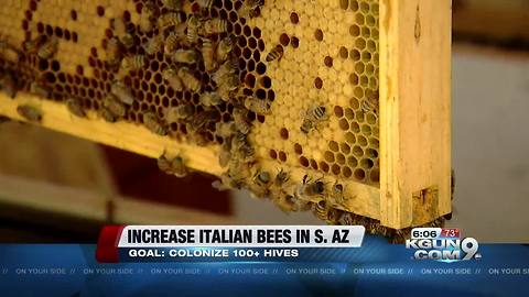 Local Bee Keeper wants to increase Italian Bee population in Southern Arizona