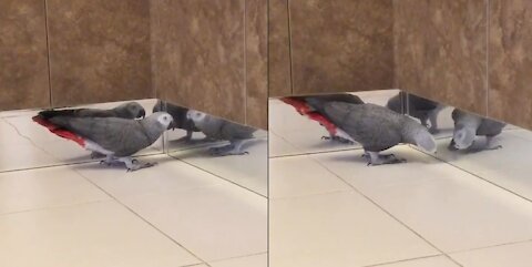 Parrot and mirror, funny video