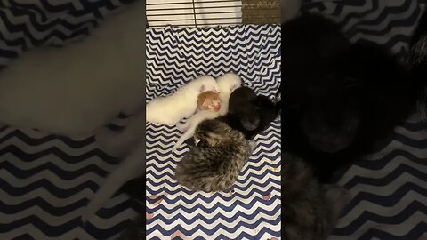 Adopted Orphaned Kittens Play With Step Siblings At Foster Care [TOO CUTE]