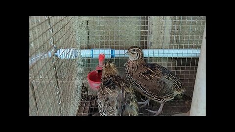 I Lost A Quail To Heat Stroke.... Here is what happened.