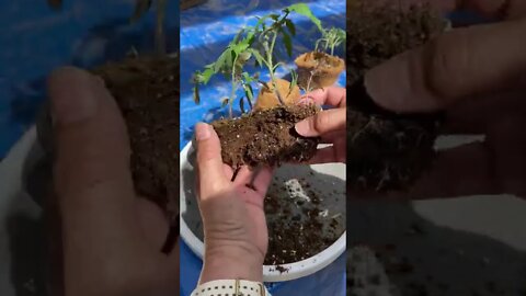 How to SEPARATE SEEDLINGS: 🍅 Tomato Plant Seedlings / Shirley Bovshow