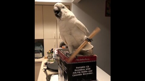 Parrot Maestro