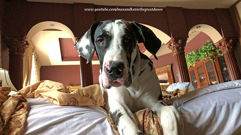 Lazy Great Dane Puppy Doesn't Want To Get Out Of Bed