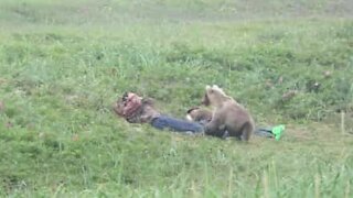 Nysgerrig bjørn kommer hen til sovende mænd