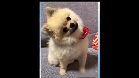 Cute Pup Moves His Head Grooving To Music ! REALLY AWESOME !