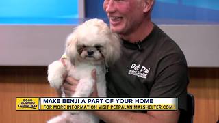 Pet of the week: Benji is an adorable 2-year-old Shih Tzu mix looking for a family to call his own