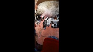 Newborn baby Cavapoo puppies
