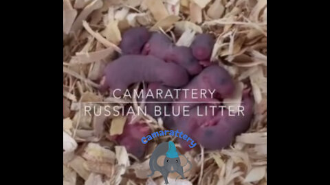 My newest Russian Blue litter 1/24/2021