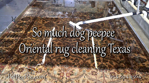 So much peepee big rug cleaning urine odor