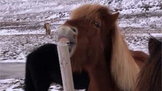 Horse nibbles on wooden pole in hilarious scene