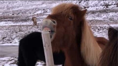 Horse nibbles on wooden pole in hilarious scene