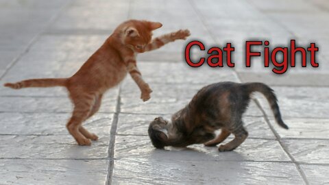 Cats Fight in Street