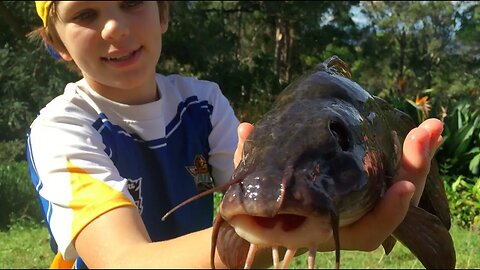 Eel-Tailed Catfish Caught BAREHANDED - Catch n Cook