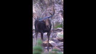 CPW searching for moose with rope tangled in antlers last spotted in Brainard Lake Recreation Areai