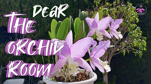 Open Letter to TheOrchidRoom Dear Ariel! 🧜🏻‍♀️🫶🏼❤️🌸 I have something to say/show you #ninjaorchids