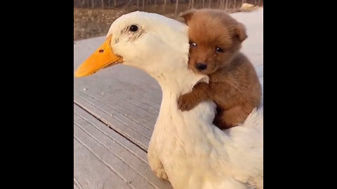 Cute Puppy Loves Its Duck Buddy