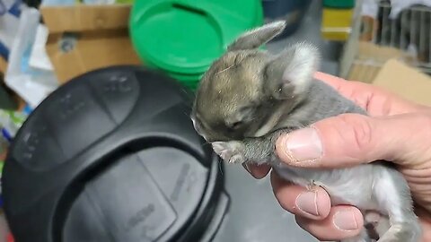 Cute BLUE VIENNA x Californian BABY RABBITS KITS 10 DAYS OLD: Blue Black Agouti/Isabella. Konijntjes