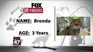 FOX Finders Pet Finder - Brenda