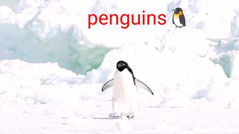 Penguins Crazy Moment| Penguins Life Enjoying