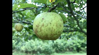 Testing to See if Our Apples Are Ready to Harvest