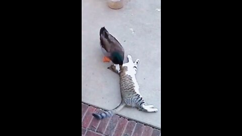 Duck and Cat Fantastic funny videos 2022 #rumbleshorts videos