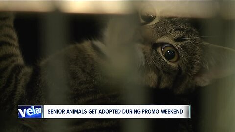 Cleveland APL waives adoption fees for senior pets, finds more than 50 forever homes