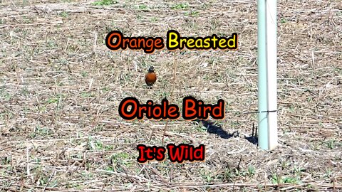 Orange Breasted Oriole Bird