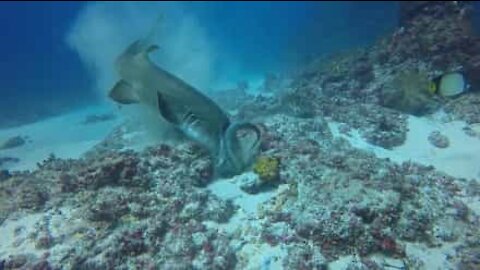Famished shark rips octopus to shreds