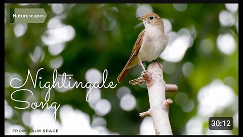 Nightingale song relaxing bird sounds