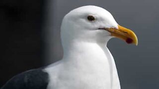 Gaivota atrevida rouba saco de batatas fritas de loja