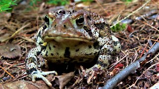 Cottage toad carries out crucial role in the ecosystem