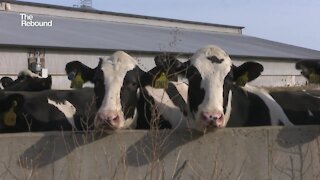 Local dairy farms earn national honor for reproduction success