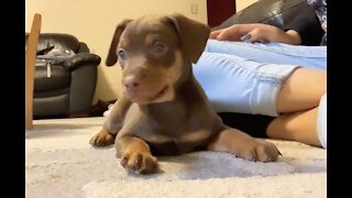 Puppy Sees Himself For The First Time
