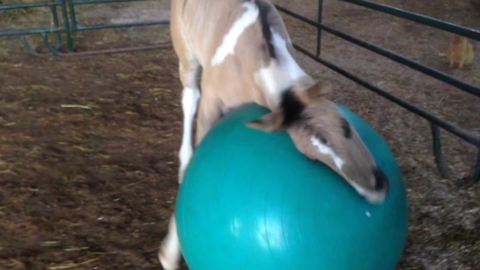 Baby Horse Does Yoga