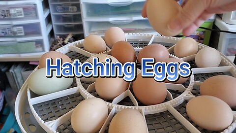 Hatching Eggs