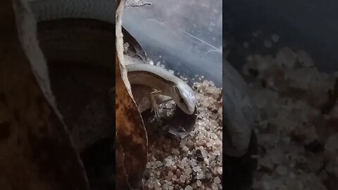 SANDY THE LITTLE BROWN SKINK (11/17/23)